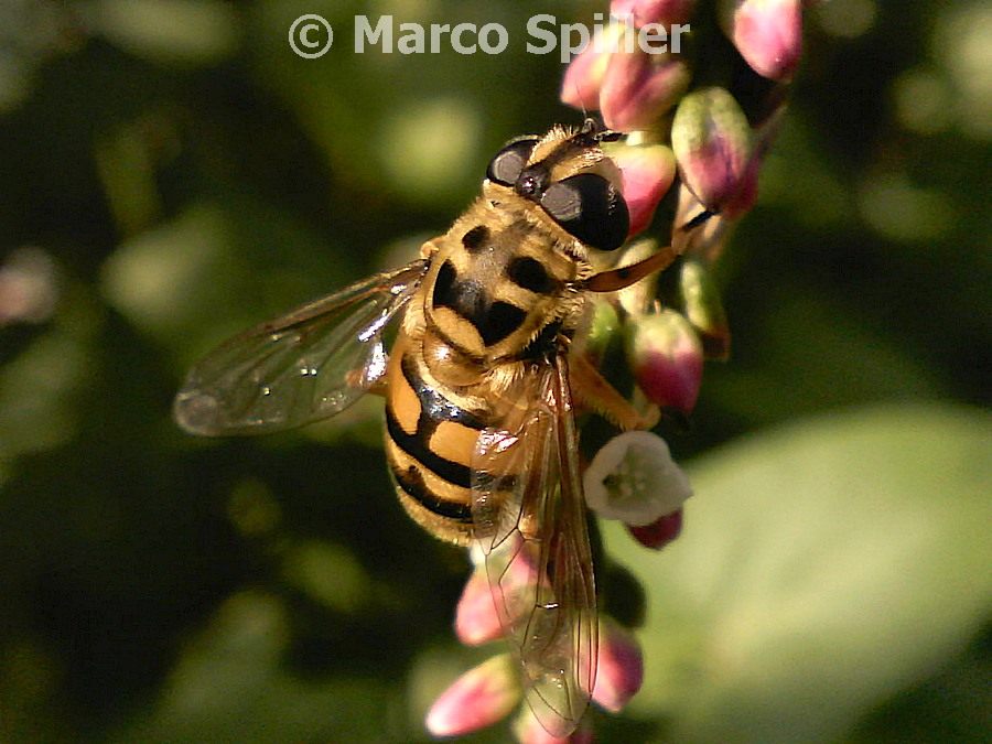 Myathropa florea